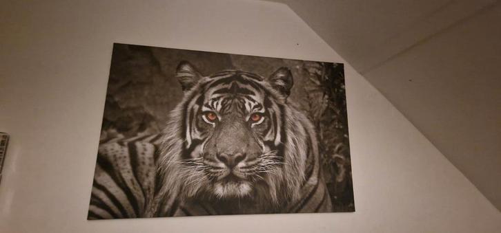 Tijger op canvas, Verzamelen, Foto's en Prenten, Zo goed als nieuw, Ophalen