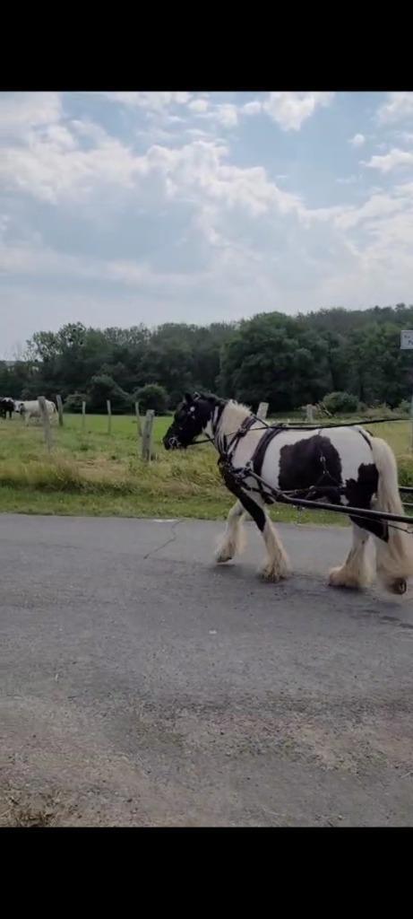 Tinkerpony, Dieren en Toebehoren, Pony's, Ruin, C pony (1.27m tot 1.37m), 7 tot 10 jaar, Gechipt, Ontwormd
