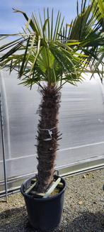 Trachycarpus fortunei, Tuin en Terras, Ophalen of Verzenden, Palmboom