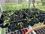 Thaise peperplanten - Rawit, Jardin & Terrasse, Plantes | Jardin, Enlèvement ou Envoi