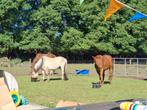 Fjord Dax, Dieren en Toebehoren, Paarden