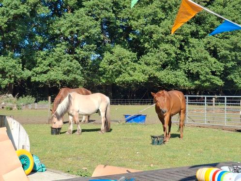 Fjord Dax, Dieren en Toebehoren, Paarden