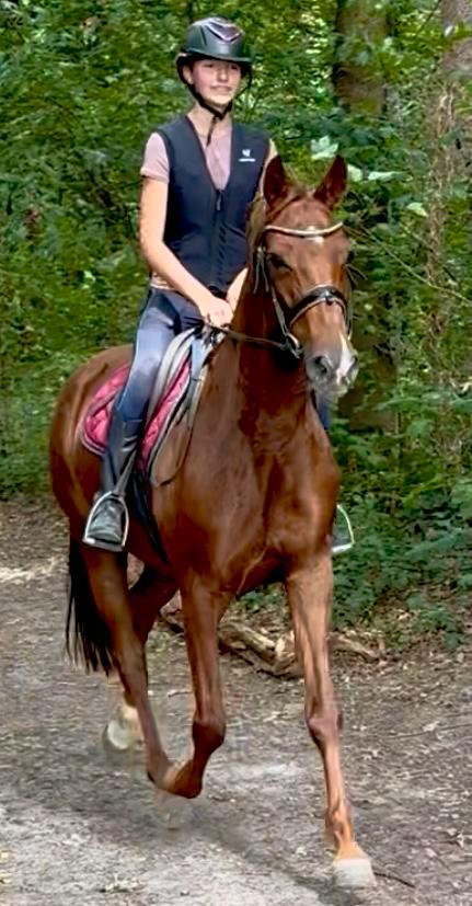 12j merrie, Dieren en Toebehoren, Paarden, Merrie, B, 160 tot 165 cm, 11 jaar of ouder, Dressuurpaard, Met stamboom, Gechipt