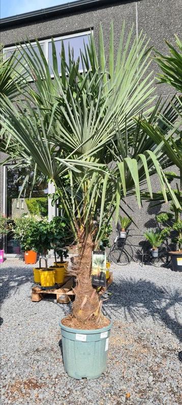 Winterharde palmbomen Trachycarpus Fortunei  beschikbaar voor biedingen