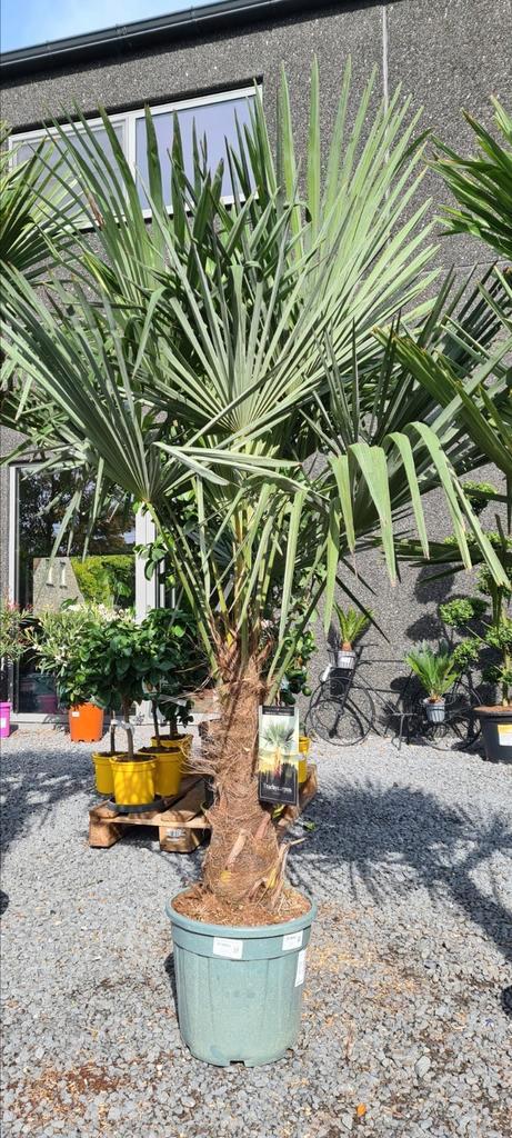 Winterharde palmbomen Trachycarpus Fortunei, Tuin en Terras, Planten | Bomen, Halfschaduw, Ophalen