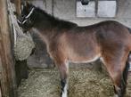 A pony hengst, Dieren en Toebehoren, Hengst, A pony (tot 1.17m), Gechipt, 3 tot 6 jaar