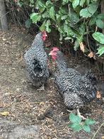 Mechelse koekoek, Dieren en Toebehoren, Meerdere dieren, Kip