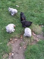 cochin hennetjes te koop, Dieren en Toebehoren, Pluimvee | Toebehoren, Ophalen