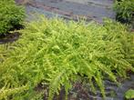 chinese kamperfoelie, lonicera nitida maigreen, Tuin en Terras, Ophalen, Overige soorten, Struik, Minder dan 100 cm