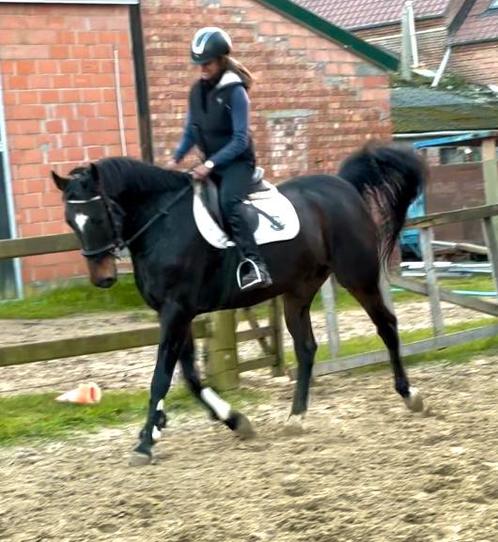 Toffe 13j ruin, Dieren en Toebehoren, Paarden