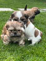 Lhasa apso pups, CDV (hondenziekte), Meerdere, 8 tot 15 weken, Meerdere dieren