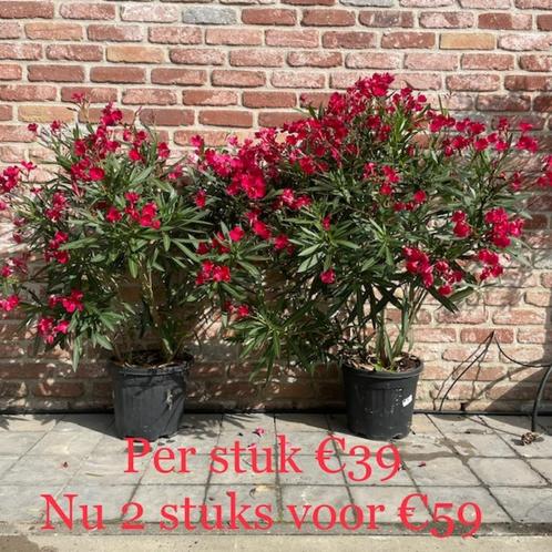 2 Oleanders 100/120cm aan stuntprijs., Tuin en Terras, Planten | Struiken en Hagen, Haag, Ophalen