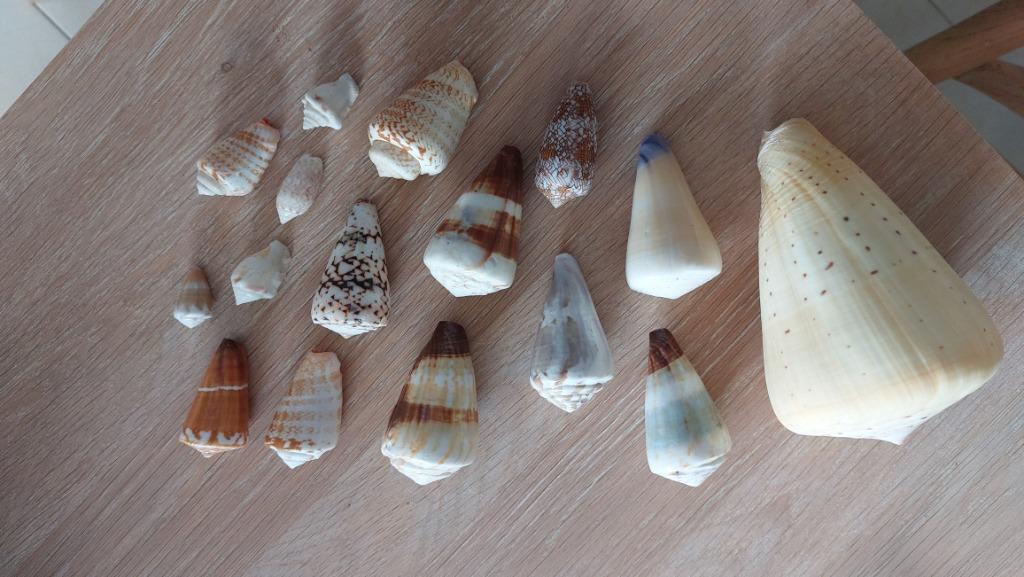 Coquillages exotiques, Enlèvement, Coquillage(s)