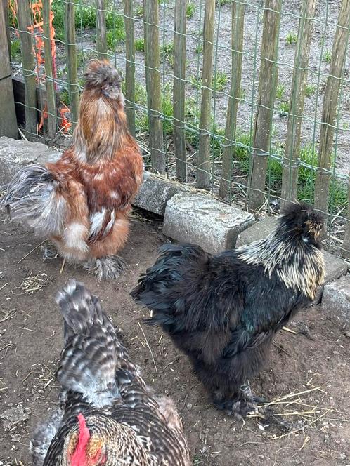 Zijdehoen haantjes GRATIS, Dieren en Toebehoren, Pluimvee, Kip, Mannelijk