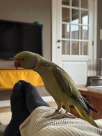Tamme Halsband parkiet, Dieren en Toebehoren, Parkiet, Tam
