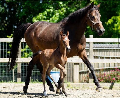 Te koop: Drachtige Merrie– Uitstekende Stamboom en Karakter!, Dieren en Toebehoren, Paarden en Pony's | Dekhengsten en Fokmerries