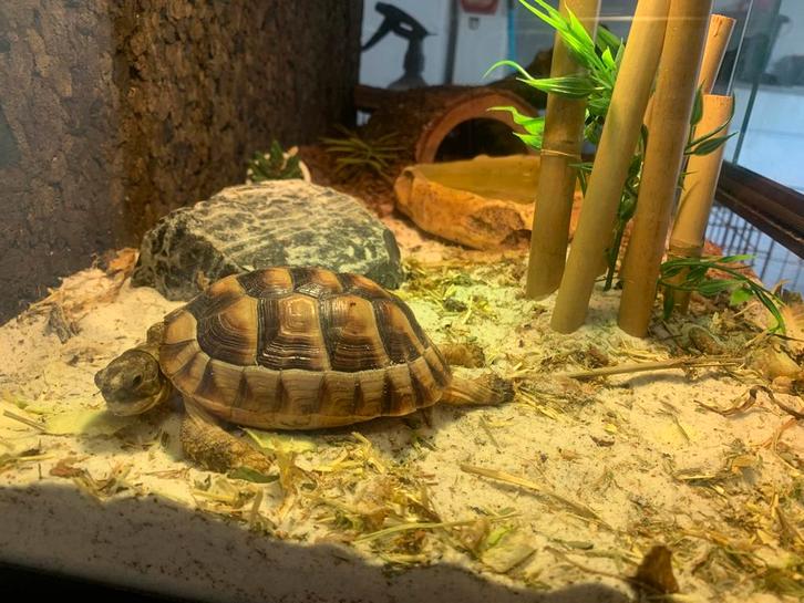 Landschildpad met terrarium, Dieren en Toebehoren, Reptielen en Amfibieën | Toebehoren, Gebruikt, Ophalen