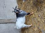 Dwerg geiten, Dieren en Toebehoren, Schapen, Geiten en Varkens