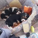 Prachtige cavalier king charles pups van geteste ouders, Dieren en Toebehoren, Honden | Retrievers, Spaniëls en Waterhonden, België