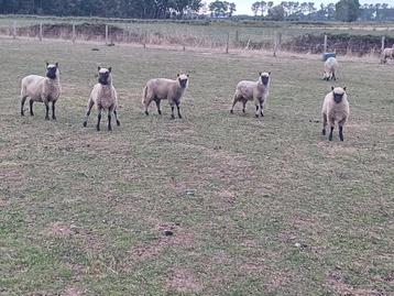 Schapen te koop beschikbaar voor biedingen
