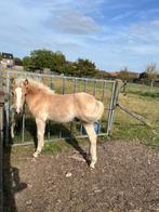 haflinger veulen te koop, Dieren en Toebehoren, Pony's, 0 tot 2 jaar, Hengst, A pony (tot 1.17m), Gechipt