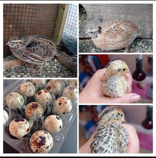 Broedeieren Japanse Kwartel, Dieren en Toebehoren, Pluimvee