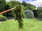Vijverplanten, Tuin en Terras, Ophalen