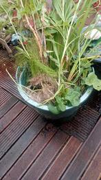 Vijverplanten tekoop., Ophalen, Volle zon, Vaste plant, Zomer
