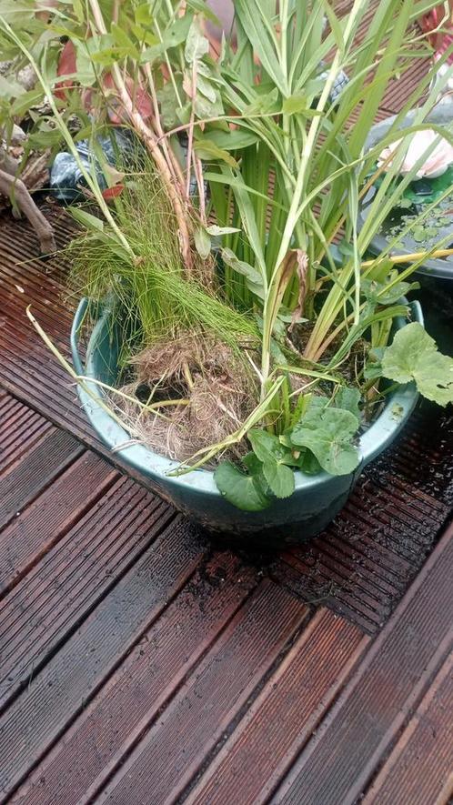 Vijverplanten tekoop., Tuin en Terras, Planten | Tuinplanten, Vaste plant, Vijverplanten, Volle zon, Zomer, Ophalen