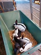 Vlinder voedster met 7 kleintjes, Dieren en Toebehoren, Konijnen, Meerdere dieren, Middelgroot, 0 tot 2 jaar