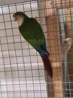 Pyrrhura split lutino, Dieren en Toebehoren, Vogels | Parkieten en Papegaaien, Mannelijk, Parkiet, Geringd