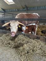 Engelse Longhorn runderen met kalf, Dieren en Toebehoren, Runderen, Meerdere dieren