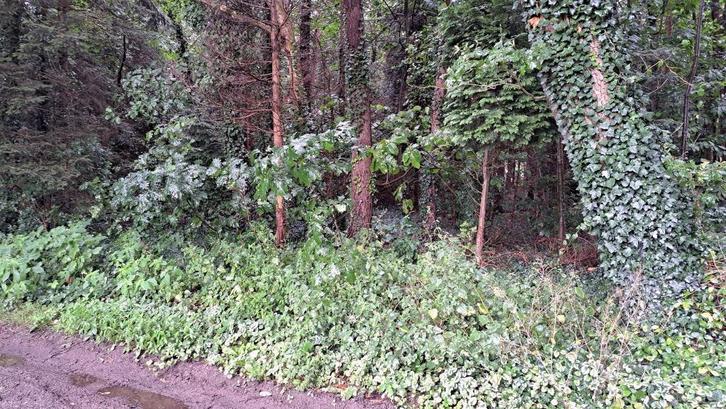 PERCEEL BOS, Immo, Terrains & Terrains à bâtir, Ventes sans courtier