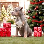 American Bully pups, Dieren en Toebehoren, Honden | Bulldogs, Pinschers en Molossers, België, Overige rassen, 8 tot 15 weken, CDV (hondenziekte)