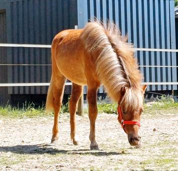 B-pony Kruising Shet x Welsh merrie jaarling met papier!, Poney B (1.17 m à 1.27 m), Poney de récréation, 0 à 2 ans, Jument
