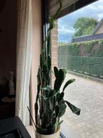 Cactus, Ophalen, Cactus, Minder dan 100 cm