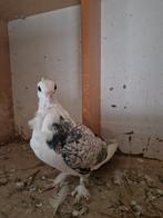 Te koop oostrijkse sierduiven, Dieren en Toebehoren, Vogels | Duiven, Meerdere dieren, Overige soorten