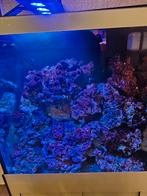 Inhoud zee aquarium, Enlèvement