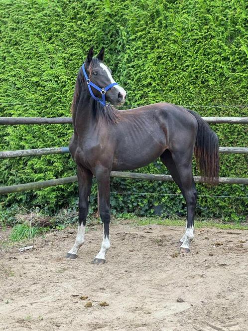 2 jarige hengsten te koop, Dieren en Toebehoren, Paarden, Hengst, Onbeleerd, 165 tot 170 cm, 0 tot 2 jaar, Springpaard, Met stamboom
