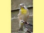 te koop  citroenborst edel zanger man, Mannelijk, Tropenvogel