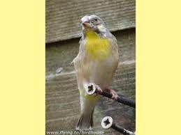 te koop  citroenborst edel zanger man, Dieren en Toebehoren, Vogels | Overige Vogels, Tropenvogel, Mannelijk