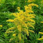 Solidago, Ophalen, Halfschaduw