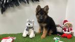 Chiots Berger Allemand, Parvovirose, Plusieurs, Belgique, Berger