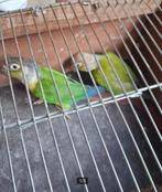 pyrrhura kweekkoppeltje van 2017, Dieren en Toebehoren, Vogels | Parkieten en Papegaaien, Meerdere dieren, Parkiet, Geringd