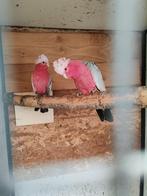 Couple rosalbin adulte, Animaux & Accessoires, Oiseaux | Perruches & Perroquets