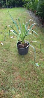 yucca of palmlelie, Tuin en Terras, Planten | Tuinplanten, Ophalen, Zomer