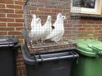 Witte postduiven, Dieren en Toebehoren