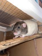 Mannelijke Ratten, Dieren en Toebehoren, Knaagdieren