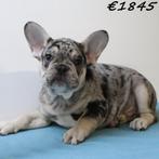 Franse Bulldog (reuen) pups te koop, 15 weken tot 1 jaar, Buitenland, CDV (hondenziekte), Meerdere