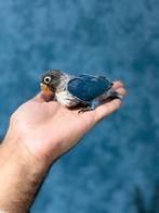 Agapornis bébé (EAM), Animaux & Accessoires